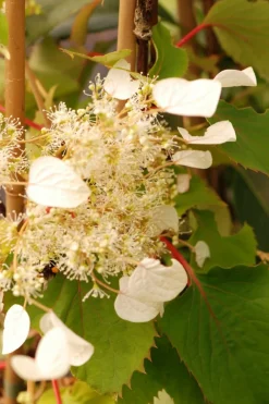 Roué Pépinières Plantes De Terre De Bruyère | ROUÉ PÉPINIÈRES - Hydrangea seemanii - en pot de 3 litres