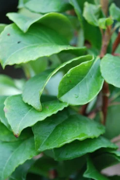 Roué Pépinières Plantes De Terre De Bruyère | ROUÉ PÉPINIÈRES - Hydrangea seemanii - en pot de 3 litres
