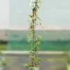 Roué Pépinières Plantes Grimpantes | ROUÉ PÉPINIÈRES - Jasmin de caroline - en pot de 3 litres