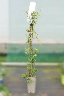 Roué Pépinières Plantes Grimpantes | ROUÉ PÉPINIÈRES - Jasmin de caroline - en pot de 3 litres