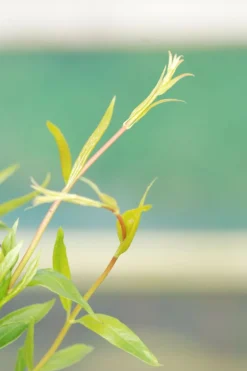 Roué Pépinières Plantes Grimpantes | ROUÉ PÉPINIÈRES - Jasmin de caroline - en pot de 3 litres