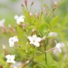 Roué Pépinières Plantes Grimpantes | ROUÉ PÉPINIÈRES - Jasmin officinal affine' - en pot de 3 litres
