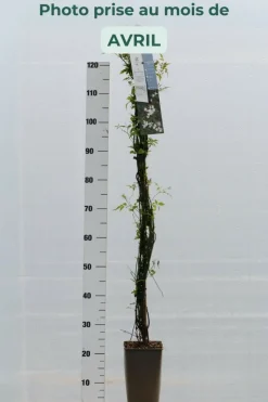 Roué Pépinières Plantes Grimpantes | ROUÉ PÉPINIÈRES - Jasmin officinal affine' - en pot de 3 litres