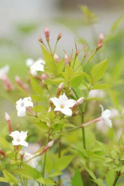 Roué Pépinières Plantes Grimpantes | ROUÉ PÉPINIÈRES - Jasmin officinal affine' - en pot de 3 litres