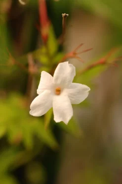 Roué Pépinières Plantes Grimpantes | ROUÉ PÉPINIÈRES - Jasmin officinal affine' - en pot de 3 litres