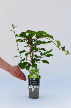 Roué Pépinières ROUÉ PÉPINIÈRES - Kiwaï 'prince jumbo' mâle - en pot de 1,5 litres Discount
