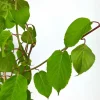 Roué Pépinières Petits Fruits | ROUÉ PÉPINIÈRES - Kiwaï 'red jumbo' - en pot de 1,5 litres