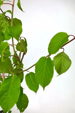 Roué Pépinières Petits Fruits | ROUÉ PÉPINIÈRES - Kiwaï 'red jumbo' - en pot de 1,5 litres