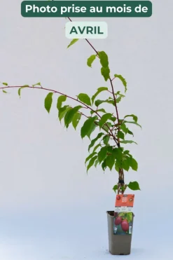 Roué Pépinières Petits Fruits | ROUÉ PÉPINIÈRES - Kiwaï 'red jumbo' - en pot de 1,5 litres