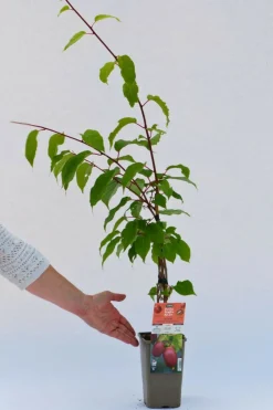 Roué Pépinières Petits Fruits | ROUÉ PÉPINIÈRES - Kiwaï 'red jumbo' - en pot de 1,5 litres