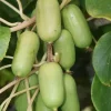 Roué Pépinières Petits Fruits | ROUÉ PÉPINIÈRES - Kiwaî 'super jumbo' femelle - en pot de 1,5 litres