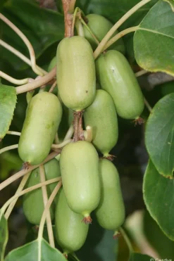 Roué Pépinières Petits Fruits | ROUÉ PÉPINIÈRES - Kiwaî 'super jumbo' femelle - en pot de 1,5 litres
