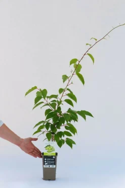 Roué Pépinières Petits Fruits | ROUÉ PÉPINIÈRES - Kiwaî 'super jumbo' femelle - en pot de 1,5 litres