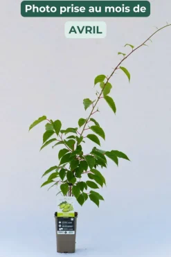 Roué Pépinières Petits Fruits | ROUÉ PÉPINIÈRES - Kiwaî 'super jumbo' femelle - en pot de 1,5 litres