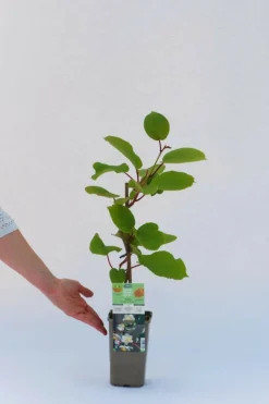 Roué Pépinières ROUÉ PÉPINIÈRES - Kiwi mâle 'tomuri ' ab - en pot de 1,5 litres Best