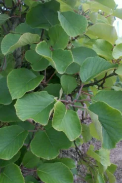 Roué Pépinières ROUÉ PÉPINIÈRES - Kiwi mâle 'tomuri ' ab - en pot de 1,5 litres Best