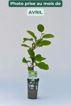 Roué Pépinières ROUÉ PÉPINIÈRES - Kiwi mâle 'tomuri ' ab - en pot de 1,5 litres Best
