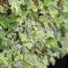 Roué Pépinières Plantes Grimpantes | ROUÉ PÉPINIÈRES - Lierre glacier' - en pot de 3 litres