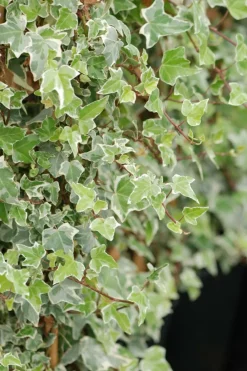 Roué Pépinières Plantes Grimpantes | ROUÉ PÉPINIÈRES - Lierre glacier' - en pot de 3 litres