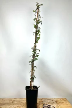 Roué Pépinières Plantes Grimpantes | ROUÉ PÉPINIÈRES - Lierre glacier' - en pot de 3 litres
