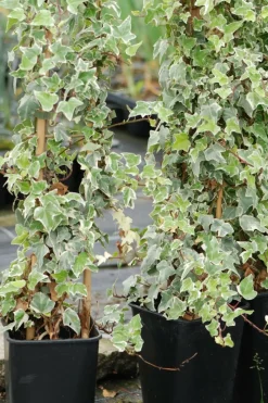 Roué Pépinières Plantes Grimpantes | ROUÉ PÉPINIÈRES - Lierre glacier' - en pot de 3 litres