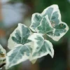 Roué Pépinières Plantes Grimpantes | ROUÉ PÉPINIÈRES - Lierre little diamond' - en pot de 3 litres