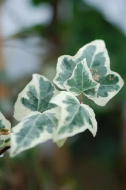 Roué Pépinières Plantes Grimpantes | ROUÉ PÉPINIÈRES - Lierre little diamond' - en pot de 3 litres