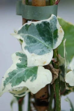 Roué Pépinières Plantes Grimpantes | ROUÉ PÉPINIÈRES - Lierre little diamond' - en pot de 3 litres