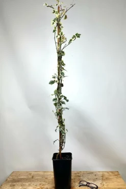 Roué Pépinières Plantes Grimpantes | ROUÉ PÉPINIÈRES - Lierre little diamond' - en pot de 3 litres
