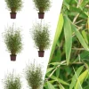 Roué Pépinières Plantes De Haies | ROUÉ PÉPINIÈRES - Lot de 6 bambous non traçant 'angustissima' - en pot de 5 litres