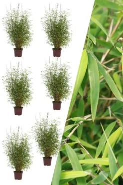 Roué Pépinières Plantes De Haies | ROUÉ PÉPINIÈRES - Lot de 6 bambous non traçant 'angustissima' - en pot de 5 litres