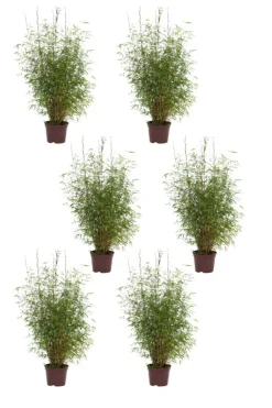 Roué Pépinières Plantes De Haies | ROUÉ PÉPINIÈRES - Lot de 6 bambous non traçant 'angustissima' - en pot de 5 litres