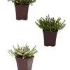 Roué Pépinières ROUÉ PÉPINIÈRES - Lot de 3 bruyères à floraison d'hiver - lot de 3 bruyères 1 litre Online