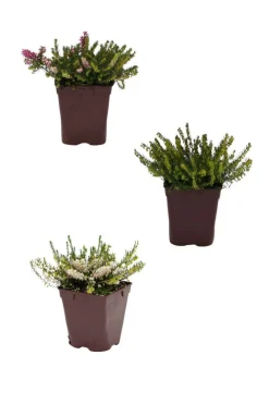 Roué Pépinières ROUÉ PÉPINIÈRES - Lot de 3 bruyères à floraison d'hiver - lot de 3 bruyères 1 litre Online