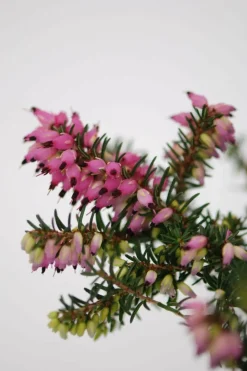 Roué Pépinières ROUÉ PÉPINIÈRES - Lot de 3 bruyères à floraison d'hiver - lot de 3 bruyères 1 litre Online