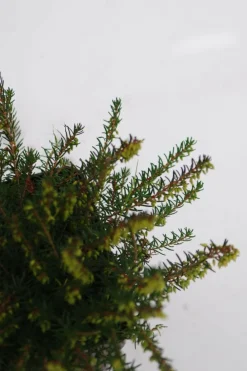 Roué Pépinières ROUÉ PÉPINIÈRES - Lot de 3 bruyères à floraison d'hiver - lot de 3 bruyères 1 litre Online