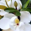 Roué Pépinières ROUÉ PÉPINIÈRES - Magnolia d'été 'little gem' - en conteneur Hot