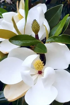 Roué Pépinières ROUÉ PÉPINIÈRES - Magnolia d'été 'little gem' - en conteneur Hot