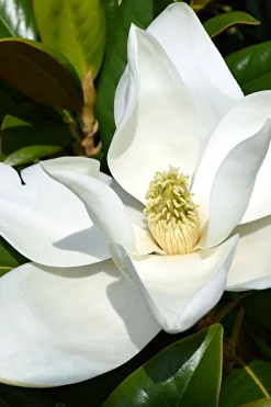 Roué Pépinières ROUÉ PÉPINIÈRES - Magnolia d'été 'little gem' - en conteneur Hot