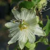 Roué Pépinières Plantes Grimpantes | ROUÉ PÉPINIÈRES - Passiflore snow queen - en pot de 3 litres