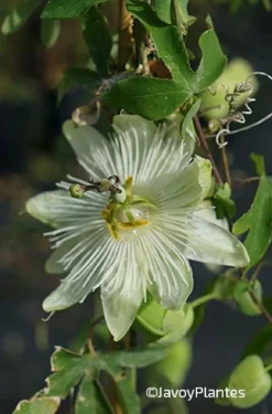 Roué Pépinières Plantes Grimpantes | ROUÉ PÉPINIÈRES - Passiflore snow queen - en pot de 3 litres