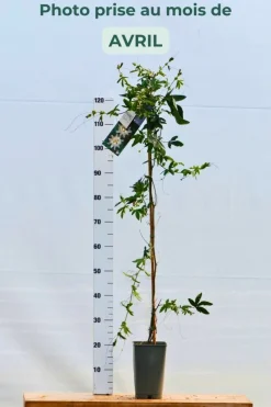 Roué Pépinières Plantes Grimpantes | ROUÉ PÉPINIÈRES - Passiflore snow queen - en pot de 3 litres