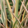 Roué Pépinières Plantes Méditerranéennes | ROUÉ PÉPINIÈRES - Phormium 'golden ray' - en pot de 3 litres