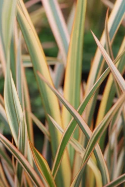 Roué Pépinières Plantes Méditerranéennes | ROUÉ PÉPINIÈRES - Phormium 'golden ray' - en pot de 3 litres