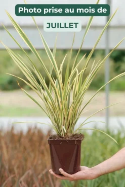 Roué Pépinières Plantes Méditerranéennes | ROUÉ PÉPINIÈRES - Phormium 'golden ray' - en pot de 3 litres