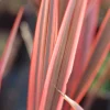 Roué Pépinières Plantes Méditerranéennes | ROUÉ PÉPINIÈRES - Phormium 'sundowner' - en pot de 3 litres