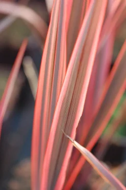 Roué Pépinières Plantes Méditerranéennes | ROUÉ PÉPINIÈRES - Phormium 'sundowner' - en pot de 3 litres