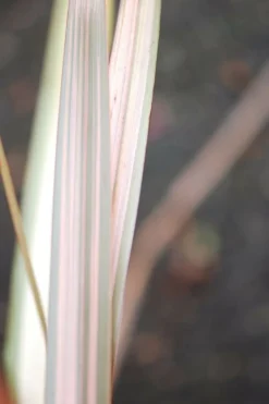 Roué Pépinières Plantes Méditerranéennes | ROUÉ PÉPINIÈRES - Phormium 'sundowner' - en pot de 3 litres
