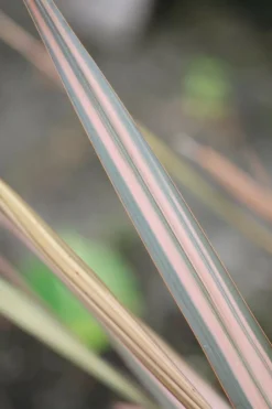 Roué Pépinières Plantes Méditerranéennes | ROUÉ PÉPINIÈRES - Phormium 'sundowner' - en pot de 3 litres