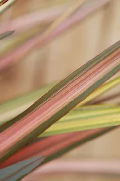 Roué Pépinières Plantes Méditerranéennes | ROUÉ PÉPINIÈRES - Phormium 'sundowner' - en pot de 3 litres
